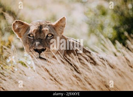 Weibliche Löwen verstecken sich im langen Gras, Kruger National Park, Südafrika Stockfoto