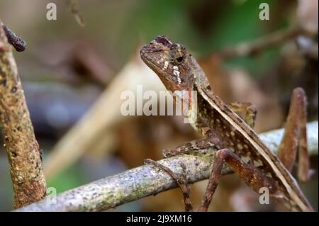 Braun-geflickte Kangaroo Lizard - Otocryptis wiegmanni, schöne kleine Agama Eidechse aus Sri Lanka Wäldern und Wäldern, Sinharaja. Stockfoto