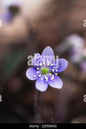 Nahaufnahme einer winzigen violetten Wildblume, die am Frühlingstag in Wäldern blüht. Stockfoto