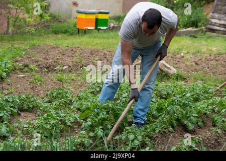 Bauer hacken die Kartoffelplantage im Gemüsegarten in einem frühen Frühlingsmorgen. Landwirtschaft und Gartenkonzept Stockfoto