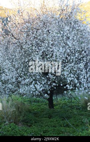 Blühender Mandelbaum, Istan, Málaga, Spanien Stockfoto