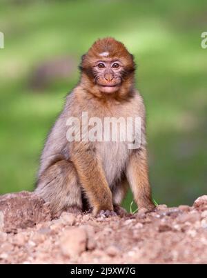 Ein Barbary Macaque, auch als Barbary Ape bekannt, aus dem Zedernwald der Region des Mittleren Atlas in Marokko. Stockfoto