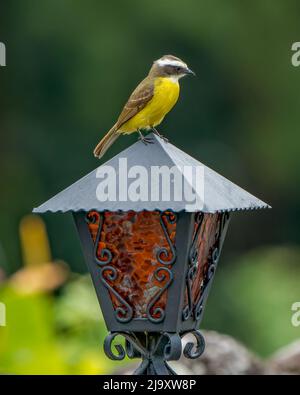 Social Flycatcher (Myiozetetes similis) auf einer Lampe in Costa Rica Stockfoto