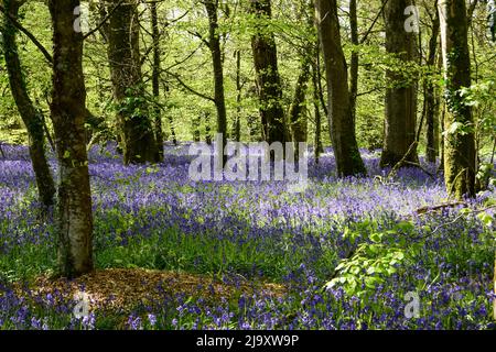 Lanhydrock Bluebells 280422 Stockfoto