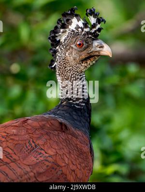 Dramatische weibliche große Curassow (Crax rubra) bei Sonnenuntergang in Costa Rica am Arenal Vulkan Stockfoto