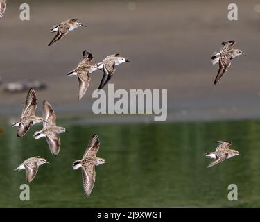 Schar von Sanderlingen (Calidris alba) im Flug an der Pazifikküste von Costa Rica Stockfoto