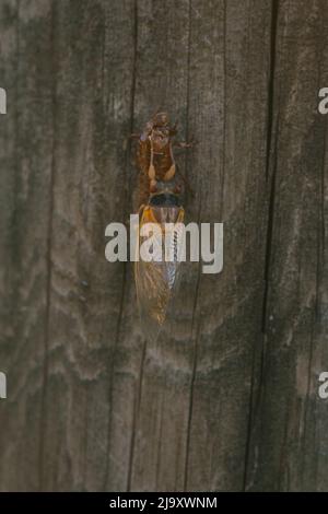 Cicada kommt aus IT's Shell auf einem hölzernen Hintergrund Stockfoto