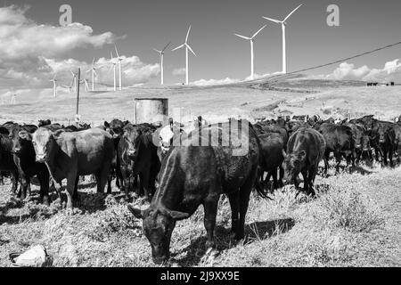 Eine Herde Kühe hält auf dem Windpark gutes Weidemanagement Stockfoto