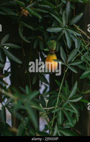 Passionsfrucht reift auf der Rebe Stockfoto