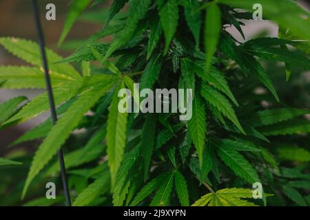 Nahaufnahme von Cannabis-Knospen, Blättern und Trichomen Stockfoto