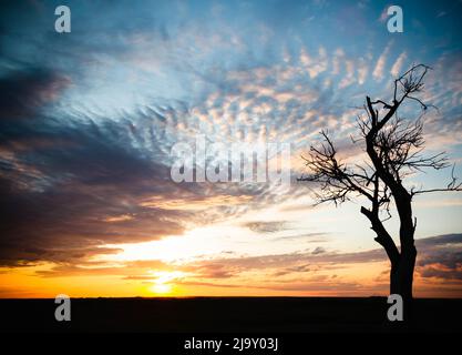 Silhouetten von Bäumen bei Sonnenuntergang. Reise durch die afrikanischen Savannen. Sonnenuntergang in den Wolken. Verwelkter Baum vor dem Hintergrund der Sonne. Trockener Zweig Stockfoto