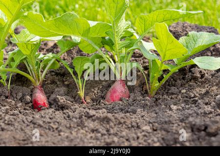 Reife Radieschen Pflanzen wachsen im Garten. Gartenarbeit, Bio-Gemüse und Landwirtschaft Konzept. Stockfoto