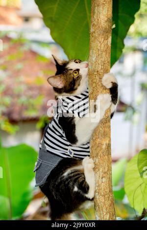 Nette Katze, die auf dem Baum spielt Stockfoto