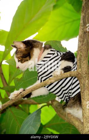Nette Katze, die auf dem Baum spielt Stockfoto