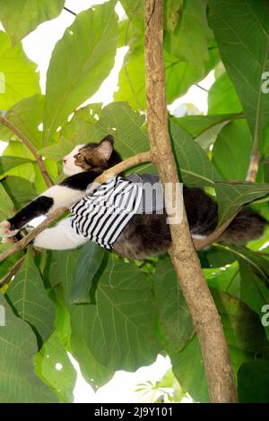 Nette Katze, die auf dem Baum spielt Stockfoto