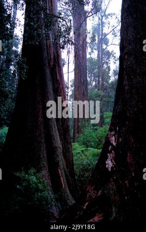 Old Mountain Ash Eucalyptus Regnans Trees, Yarra Rangers, Forest National Park, Victoria, Australien Stockfoto