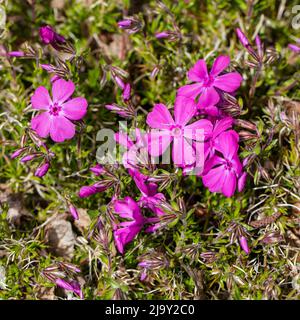 „Ronsdorfer schöne“ kriechender Phlox, Mossflox (Phlox subulata) Stockfoto