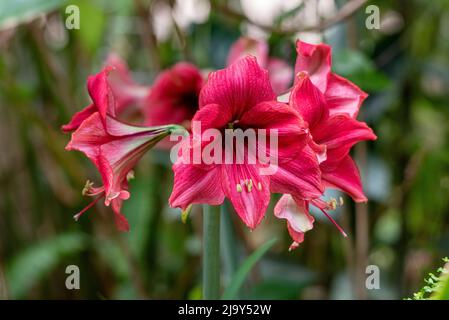 Rote Amaryllis Blume blüht im Garten, Amaryllis oder Hippeastrams Blume, weicher Fokus. hippeastrum rot Stockfoto