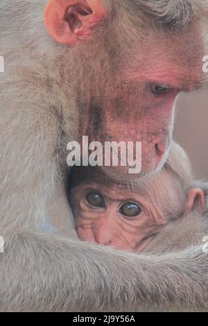 Schöne Haubenmakaken (macaca radiata) Familie (Mutter mit Baby) in bandipur Nationalpark in Karnataka, indien Stockfoto