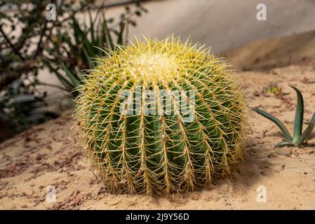 Der schöne große Kaktus in einem botanischen Garten gepflanzt. Großer runder Kaktus. Stockfoto