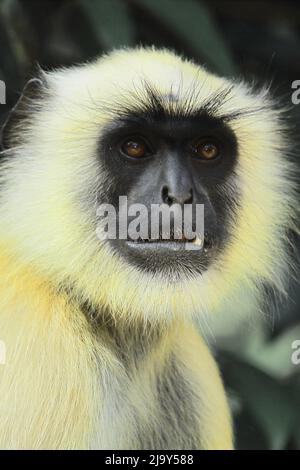 Eine nördliche graue Langur oder hanuman Langur (Semnopithecus entellus) schaut in die Kamera Stockfoto