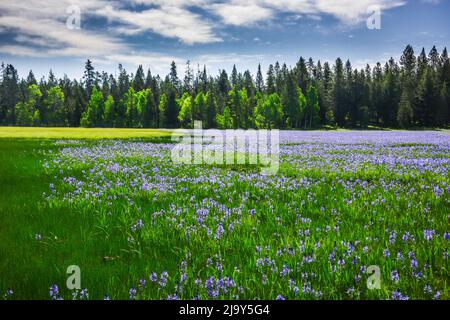 Camas Blumen blühen in Fülle auf einer feuchten Wiese im Island Park, Fremont County, Idaho, USA Stockfoto