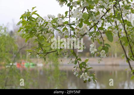 Selektive Fokusaufnahme eines weißen blühenden Baumes über einem Teich. Stockfoto