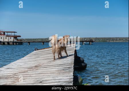 Ein kleiner nasser Hund steht auf einem alten verlassenen Pier. Das Heck eines rostigen Schiffes vertäute im Hintergrund an der Pier. Ein roter Hund der gemischten Rasse. Summerti Stockfoto