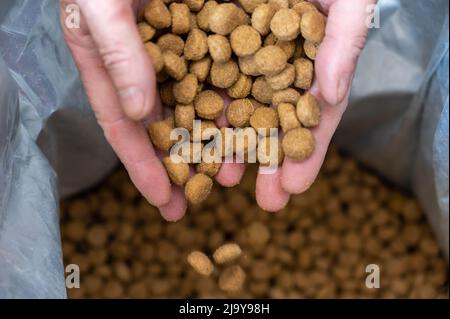 Pellets aus Hundefutter verschüttet aus den Händen der Männer. Die Hände eines Mannes mittleren Alters halten braune runde Pellets in Handvoll. Das Essen fällt in einen offenen Beutel. B Stockfoto