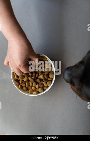 Eine Frau behandelt einen großen schwarzen Hund mit Leckereien. Trockene, pelletierte Lebensmittel in einer weißen Schüssel vor grauem Hintergrund. Ein erwachsener Rottweiler Hund. Draufsicht. Nahaufnahme Stockfoto