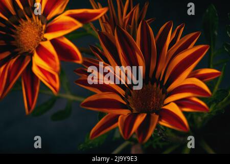 Nahaufnahme Foto von orangen Blumen Gazania harsch mit schwarzem Hintergrund Stockfoto