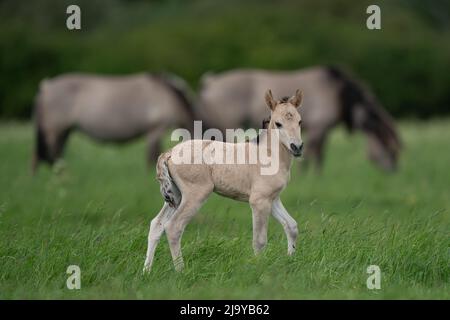 Ein dreitägiges Konik-Pony-Fohlen in der Herde im Naturschutzgebiet Wicken Fen des National Trust in Cambridgeshire. Die grasenden Tiere, eine winterharte Rasse aus Polen, helfen, neue Arten von Flora und Fauna in den Ofen zu locken und hinterlassen wassergefüllte Hufabdrücke und Misthaufen, während sie gehen. Bilddatum: Mittwoch, 25. Mai 2022. Stockfoto