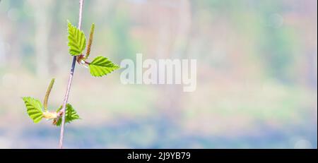 Frühlingshintergrund in Pastellfarben. Junge Birkenblätter und Knospen. Stockfoto