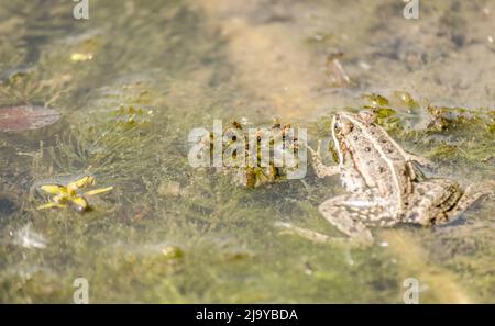 Frosch in seiner natürlichen Umgebung. Grüner Frosch am Ufer des Sumpfes. Stockfoto