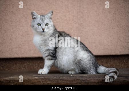 Schönes Porträt einer schottischen geraden Katze auf einer Holzbank. Grau gestreifte schottische Geradohrkatze, Nahaufnahme, im Freien Stockfoto
