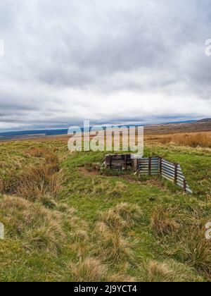 Überreste von WW1 Trainingsgräben bei Silloans, Northumberland, Großbritannien Stockfoto