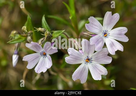 Blumen der Moss Phlox oder Phlox subulata wachsen wild in Northumberland, Großbritannien Stockfoto