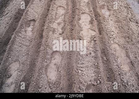 Gartenbett mit leeren Reihen für die Pflanzung vorbereitet Stockfoto