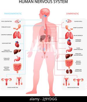 Sympathische parasympathische Infotafeln des menschlichen Nervensystems mit Organdarstellung Und anatomische Terminologie pädagogisch realistische Vektor illustrationo Stock Vektor