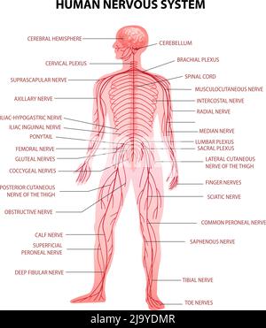 Menschlicher Körper zentrales Gehirn Rückenmark und peripheres Nervensystem Realistische Darstellung des Vektorgrafikes der anatomischen Terminologie Stock Vektor