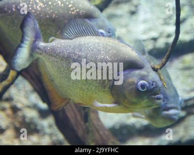 Rotbauchige Piranha, auch bekannt als roter Piranha (Pygocentrus nattereri), der im Aquarium schwimmt Stockfoto