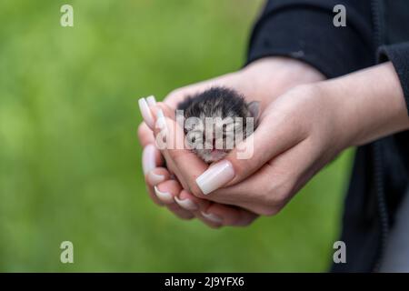 Entzückende kleine neugeborene Kätzchen schlafen in Mädchen Hände, Nahaufnahme. Sehr kleines niedliches, ein Tag altes graues Kätzchen in weiblichen Händen im Freien. Tierschutz c Stockfoto