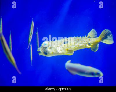 Gestreifte Burrfish (Chilomycterus schoepfi) im Aquarium Stockfoto