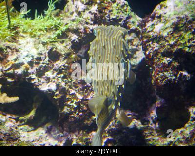 Gestreifte Burrfish (Chilomycterus schoepfi) im Aquarium Stockfoto