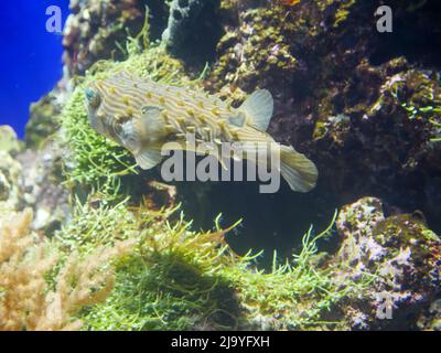 Gestreifte Burrfish (Chilomycterus schoepfi) im Aquarium Stockfoto