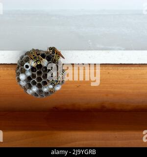 Wespennest auf einem braunen Fensteraufzug mit einer weißen Wand. Stockfoto
