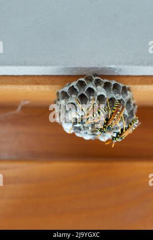 Wespennest auf einem braunen Fensteraufzug mit einer weißen Wand. Stockfoto