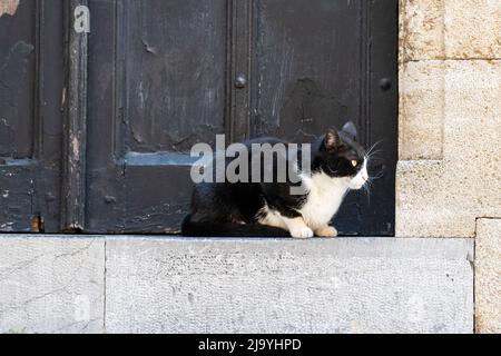 Schwarze und weiße Straßenkatze an der Tür. Stockfoto