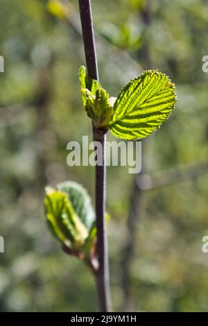 Young springtime birch leaves, selective focus Stockfoto