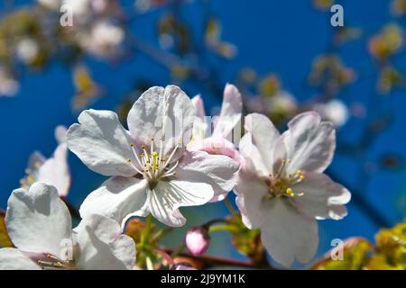 Prunus sargentii, Sargents Kirschbaum blüht gegen blauen Himmel Stockfoto